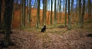erdő kutyával